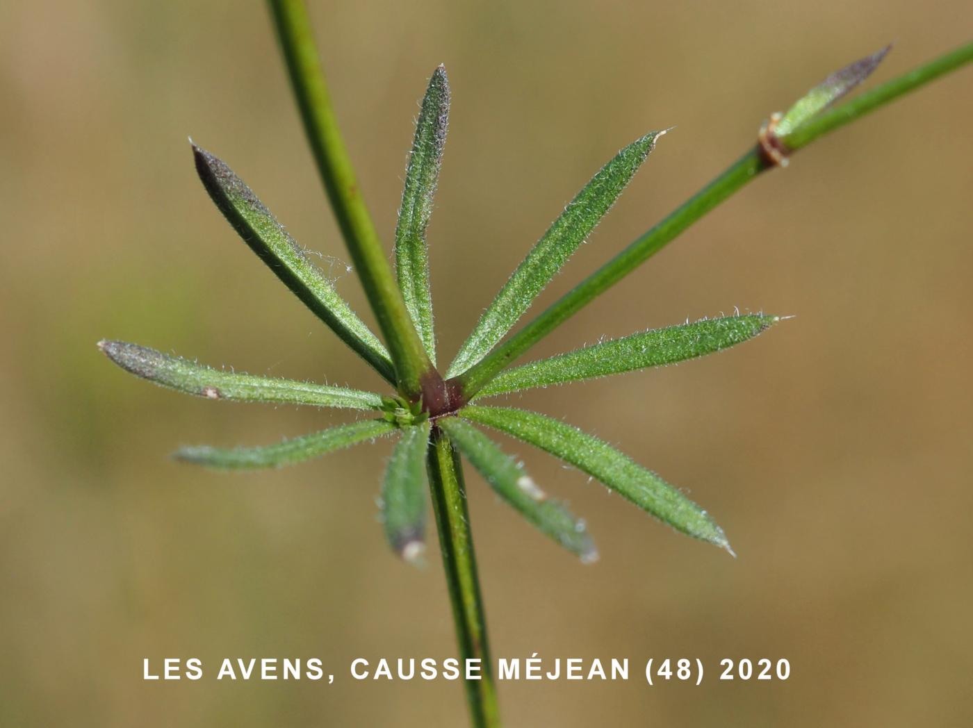 Bedstraw, [Oblique] leaf